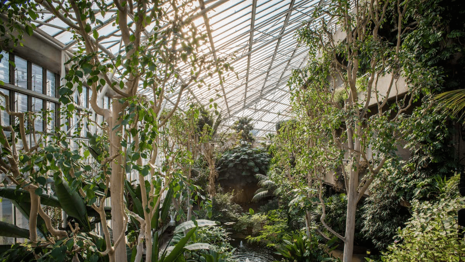 The Barbican Conservatory