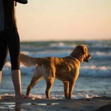 A dog on the beach