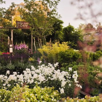 beautiful flower in a garden