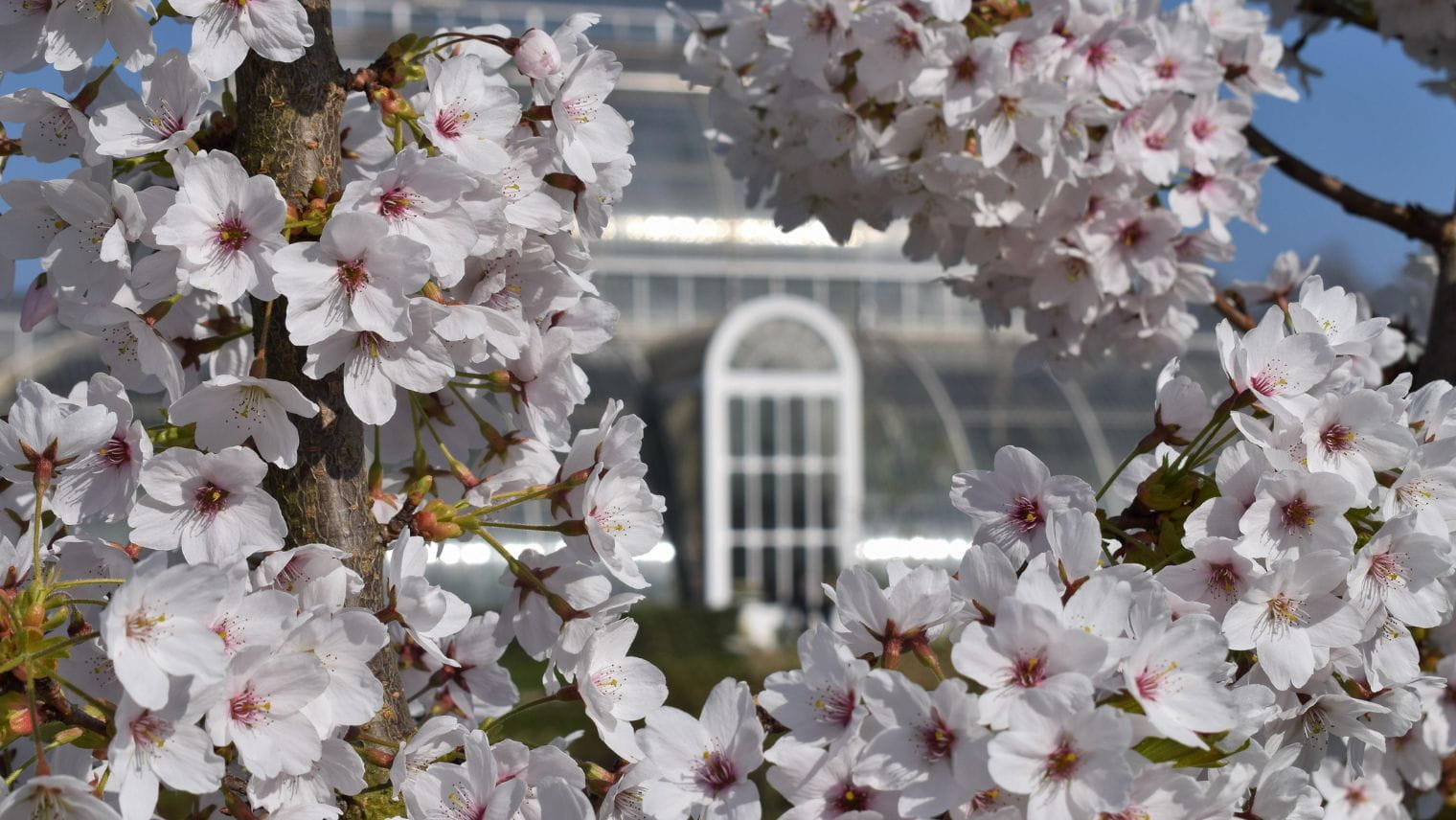 Kew Gardens at spring