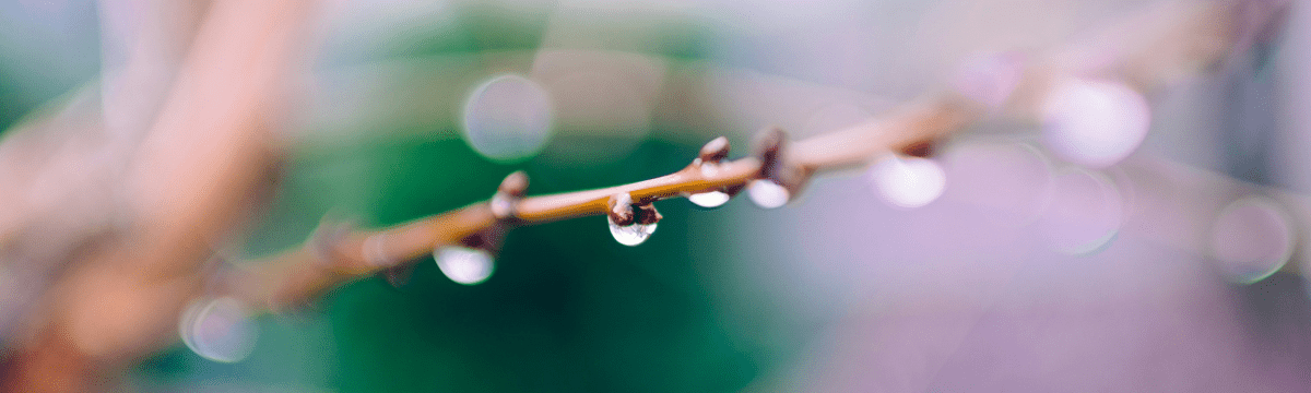 A tree branch with rain drops falling off of it