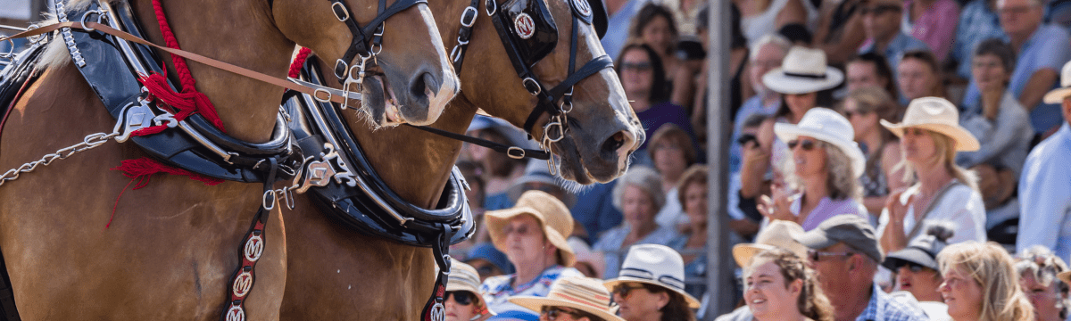 Horses show jumping in front of a crowd