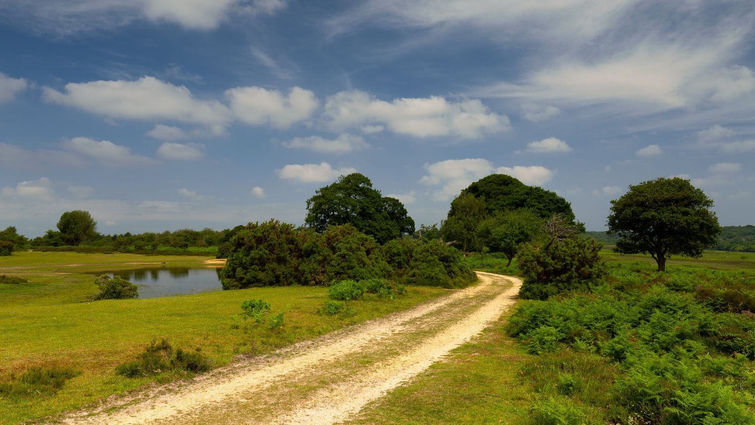 New Forest walk path
