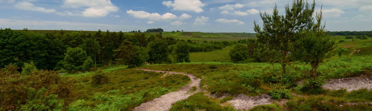 The Best Walks in the New Forest 