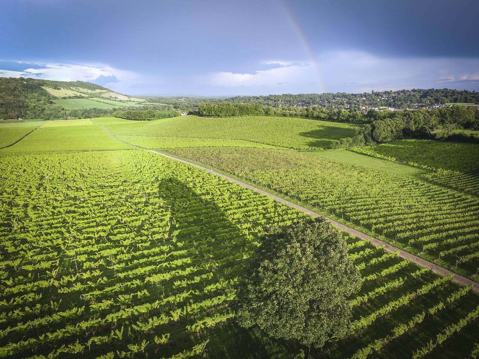 Visit Denbie's Vineyard by train to Dorking