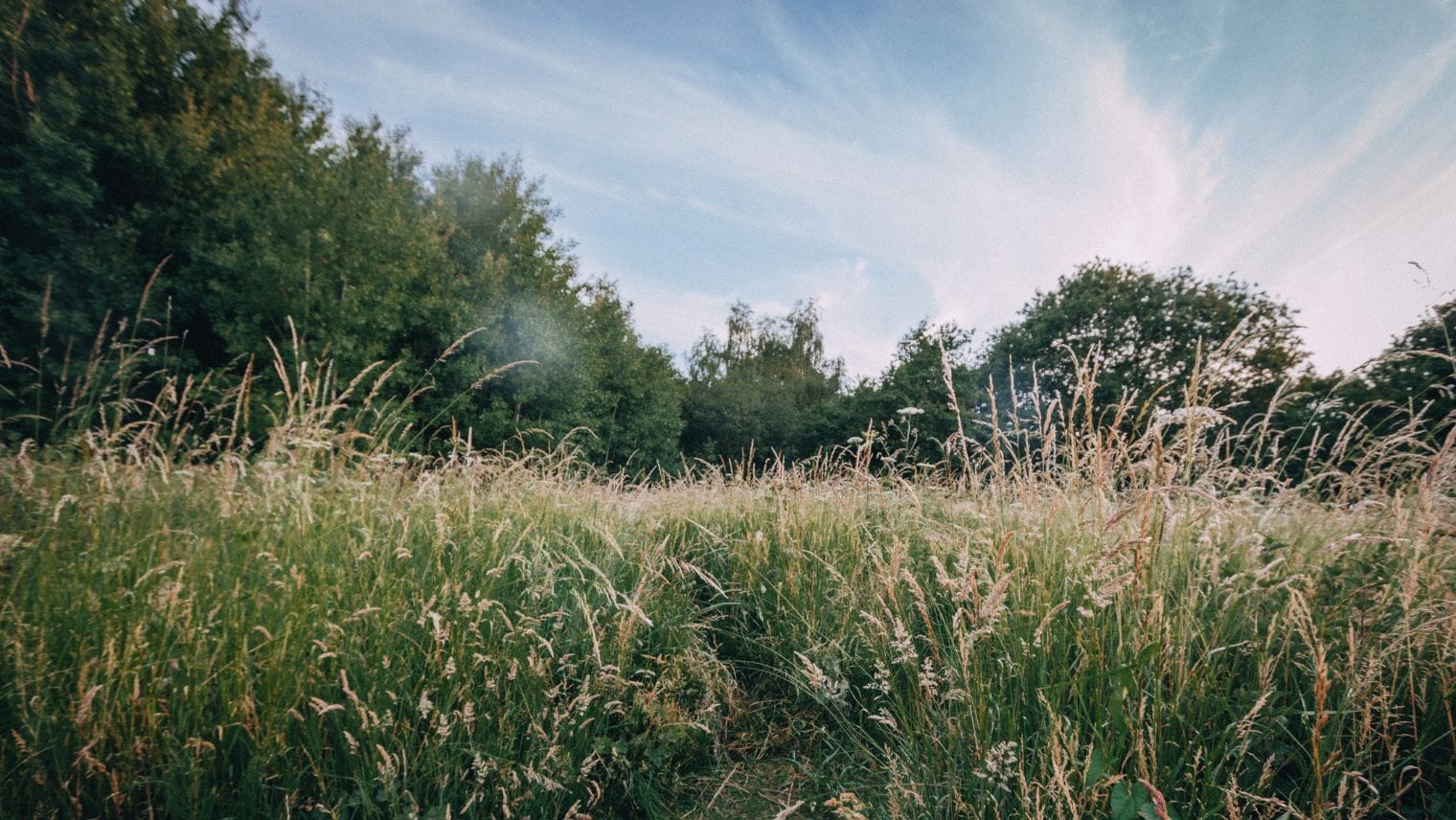 Wimbledon Common in South West London