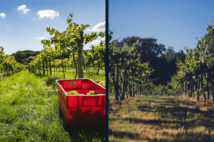 Rosemary Vineyard, Isle of Wight / Sonoma Valley, California