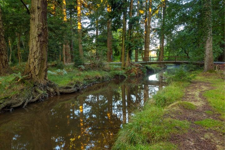 Travel to the New Forest with SWR