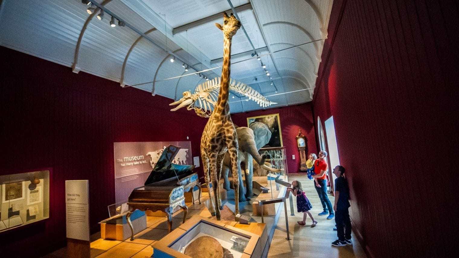 Exhibits at the Royal Albert Memorial Museum