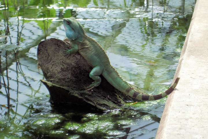 Chinese Water Dragon at Kew Gardens