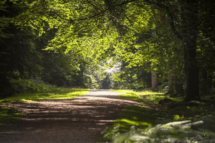 Ornamental Drive in the New Forest