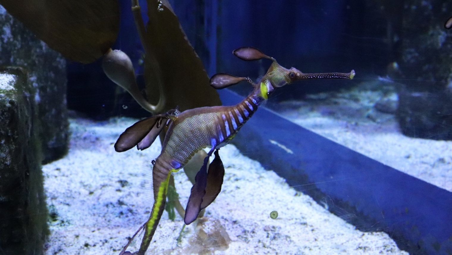 Sea Dragon at Bournemouth Oceanarium