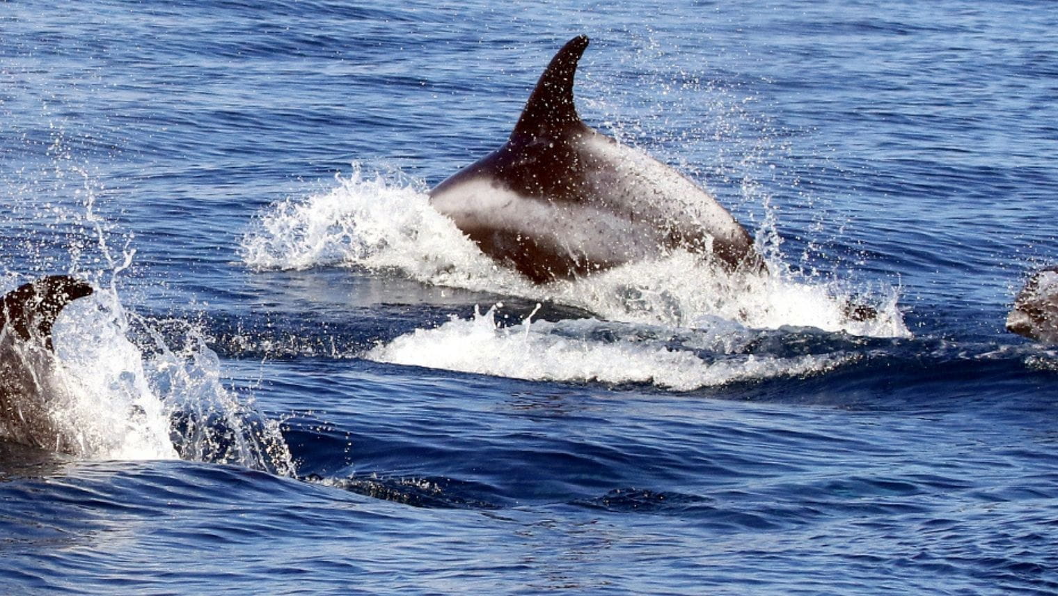 White-beaked Dolphins seen near Lyme Bay