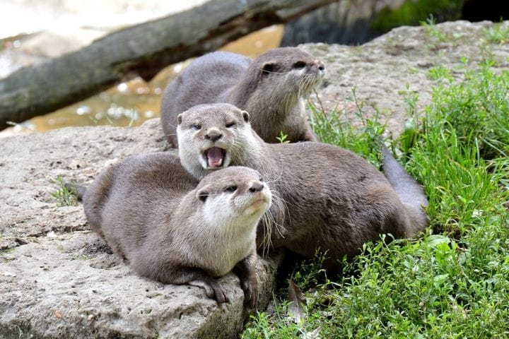 Otters at Battersea Children's Zoo