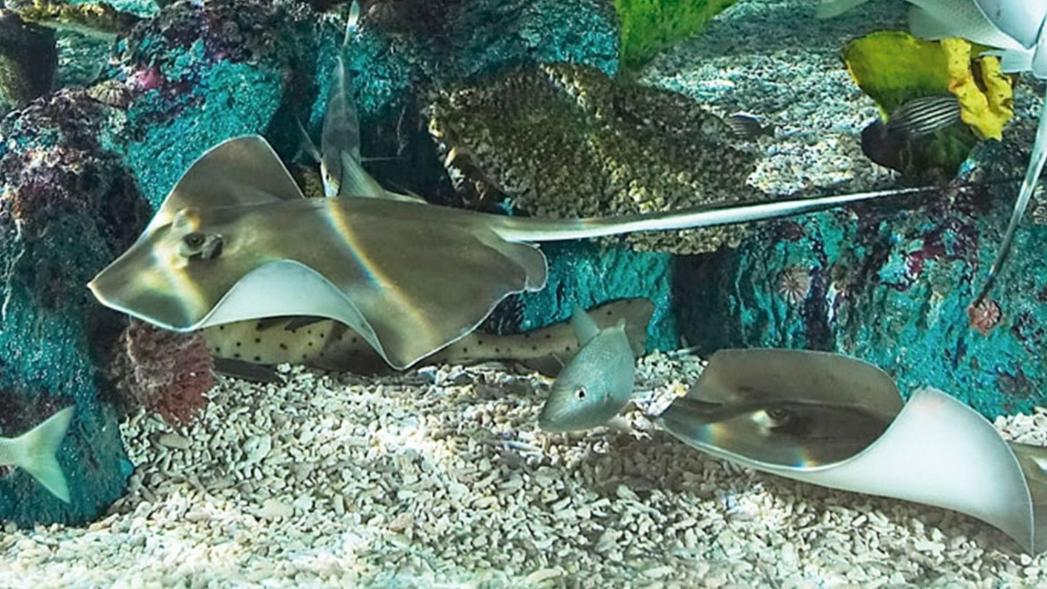 Rays at Weymouth SEALIFE