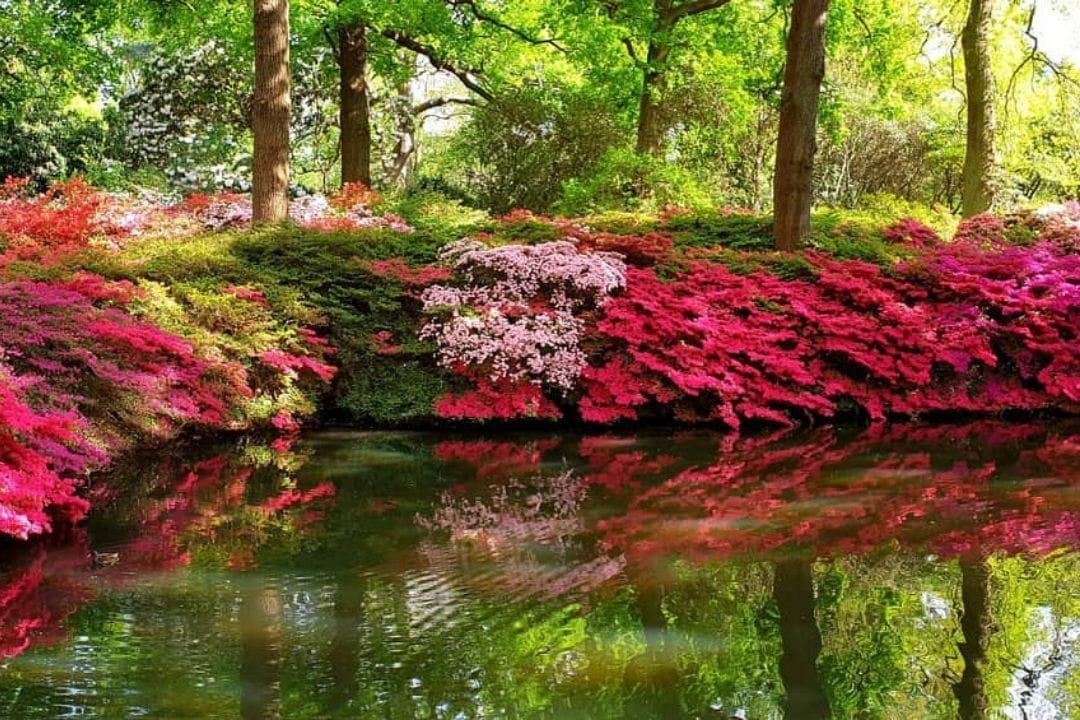 Rhododendrons at the waterside in the Isabella Plantation