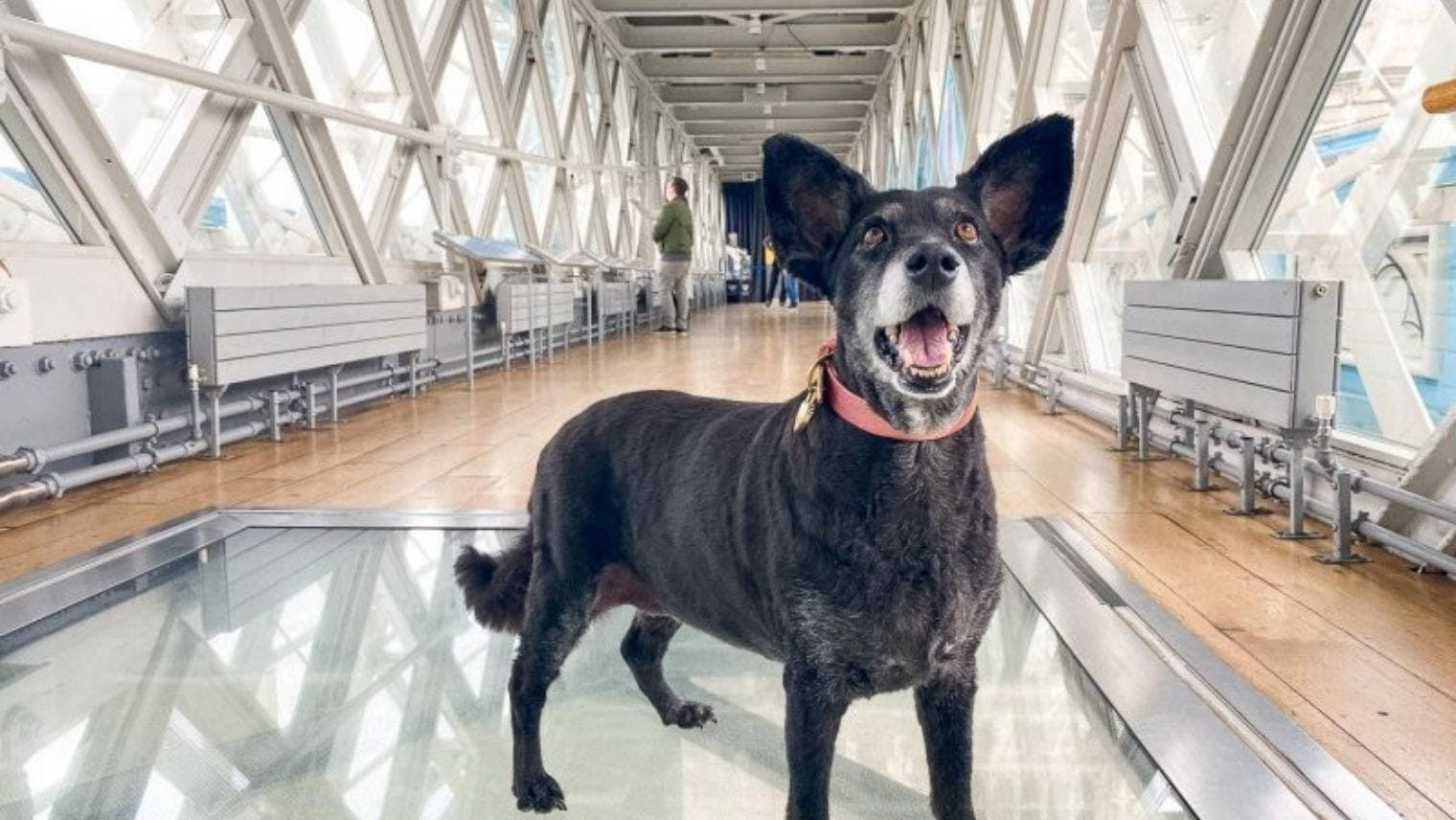 Dog on the glass walkway at the Tower Bridge Experience