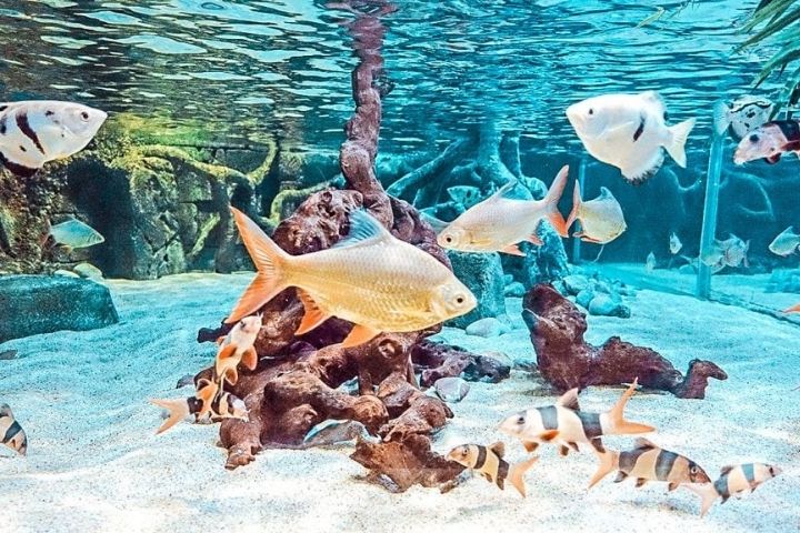 Fish at Bournemouth Oceanarium