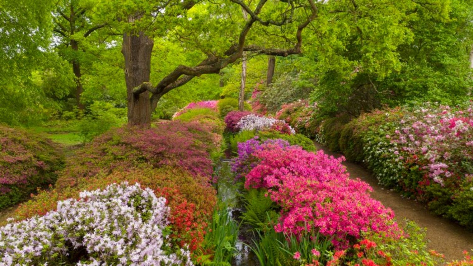 Isabella Plantation, in Richmond Park
