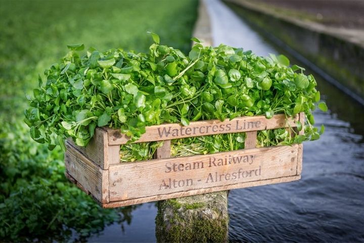 Watecress from Hampshire