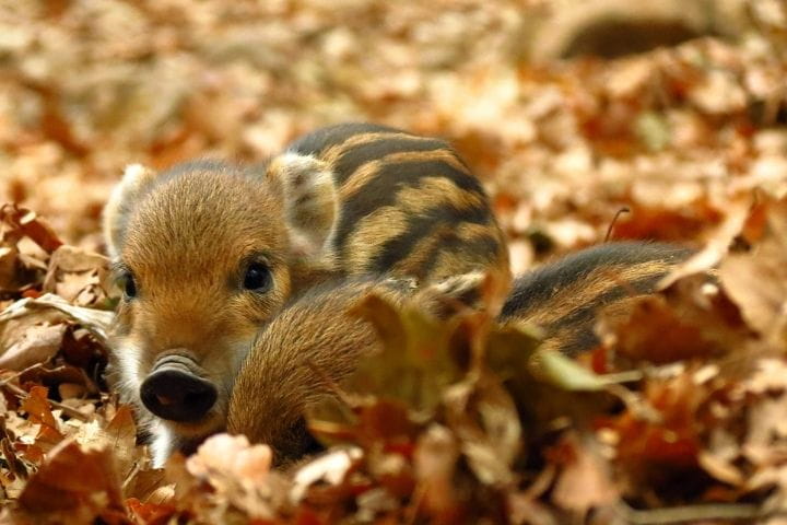 Baby wild boar