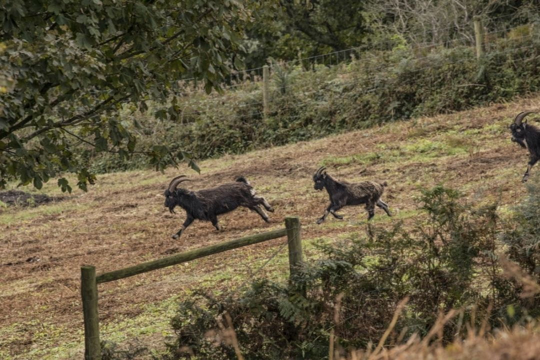 Old English Goats on the Ventnor Downs