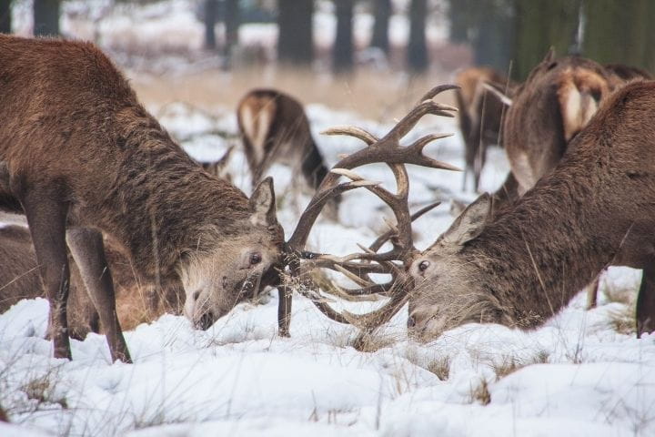 Stags during rutting season in Richmond Park