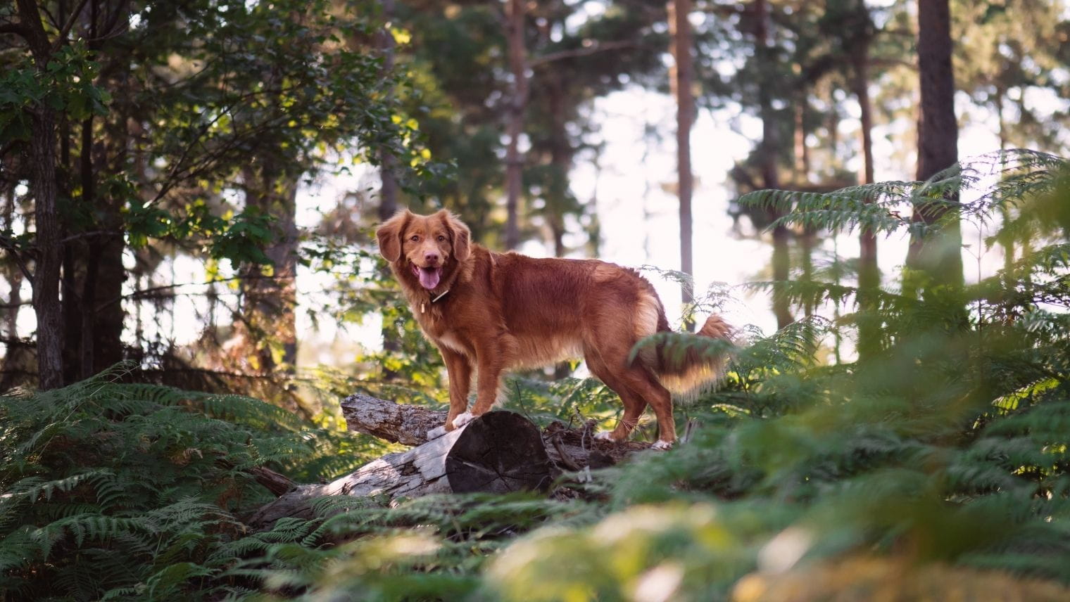 A dog in Alice Holt Forest