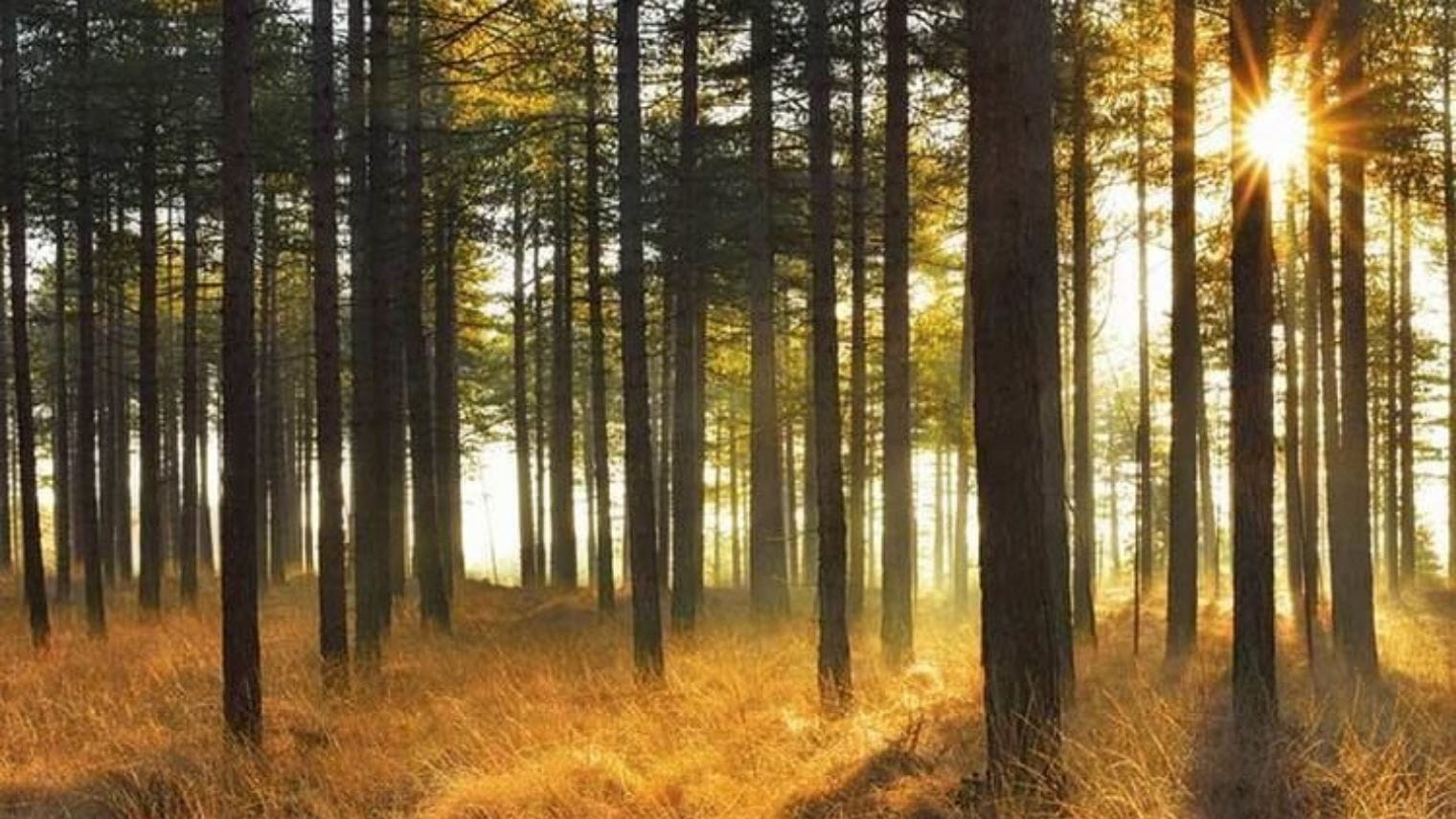 Wareham Forest on the Sika Trail